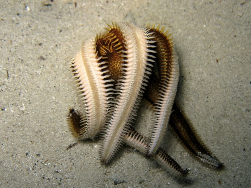 Astropecten bispinosus (Otto, 1823)